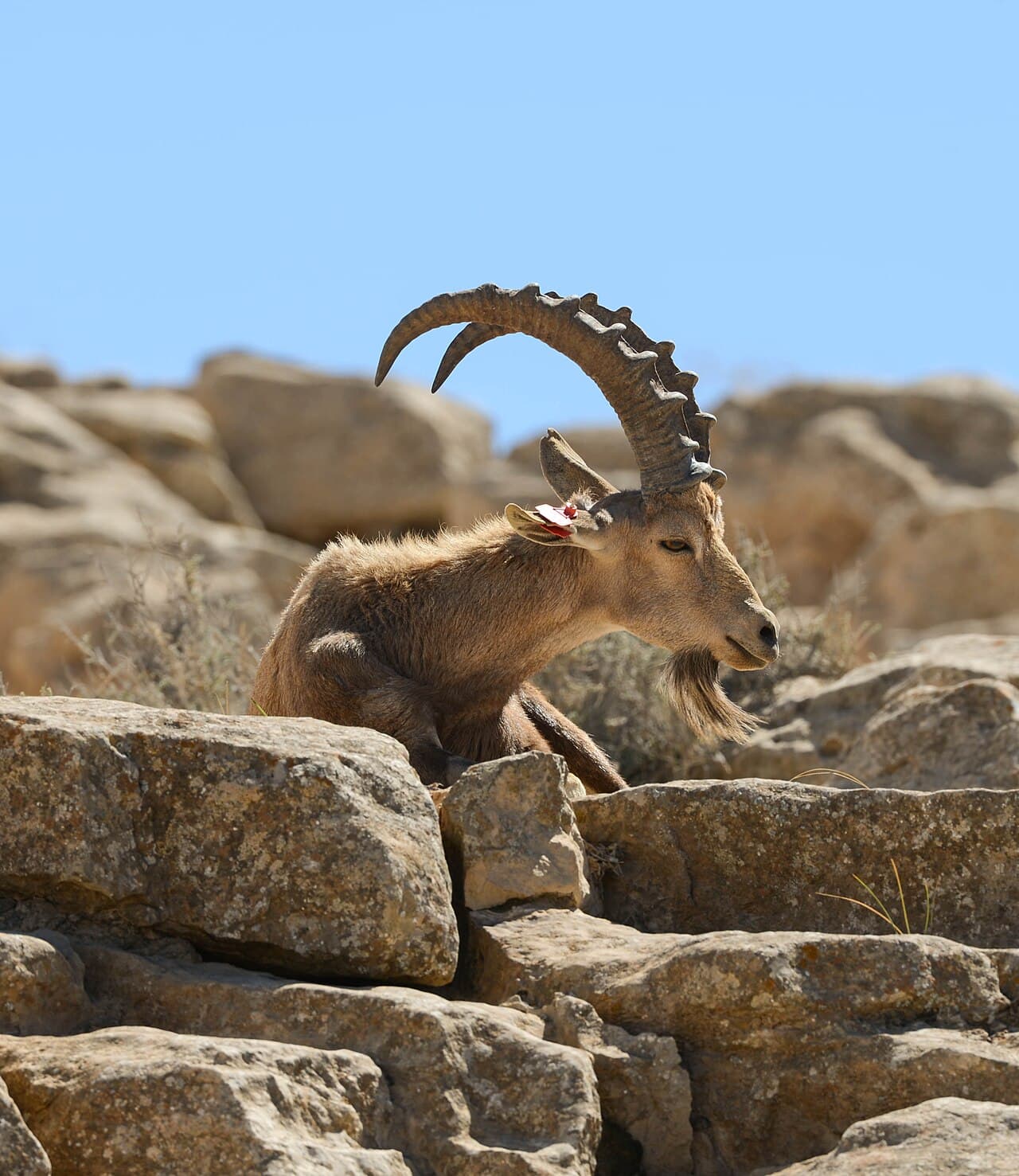 Ana & Pedro on the Ramon Crater & the Negev tour